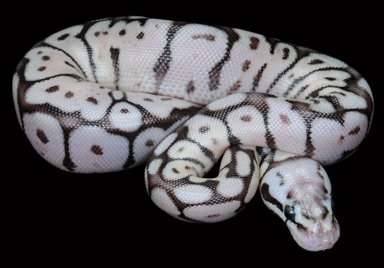 Easy Ways to Provide a Great Living Space and Care for Your Ball Python
