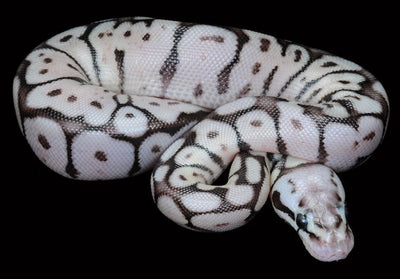 Simple Guide to Ball Python Care & Habitat Needs