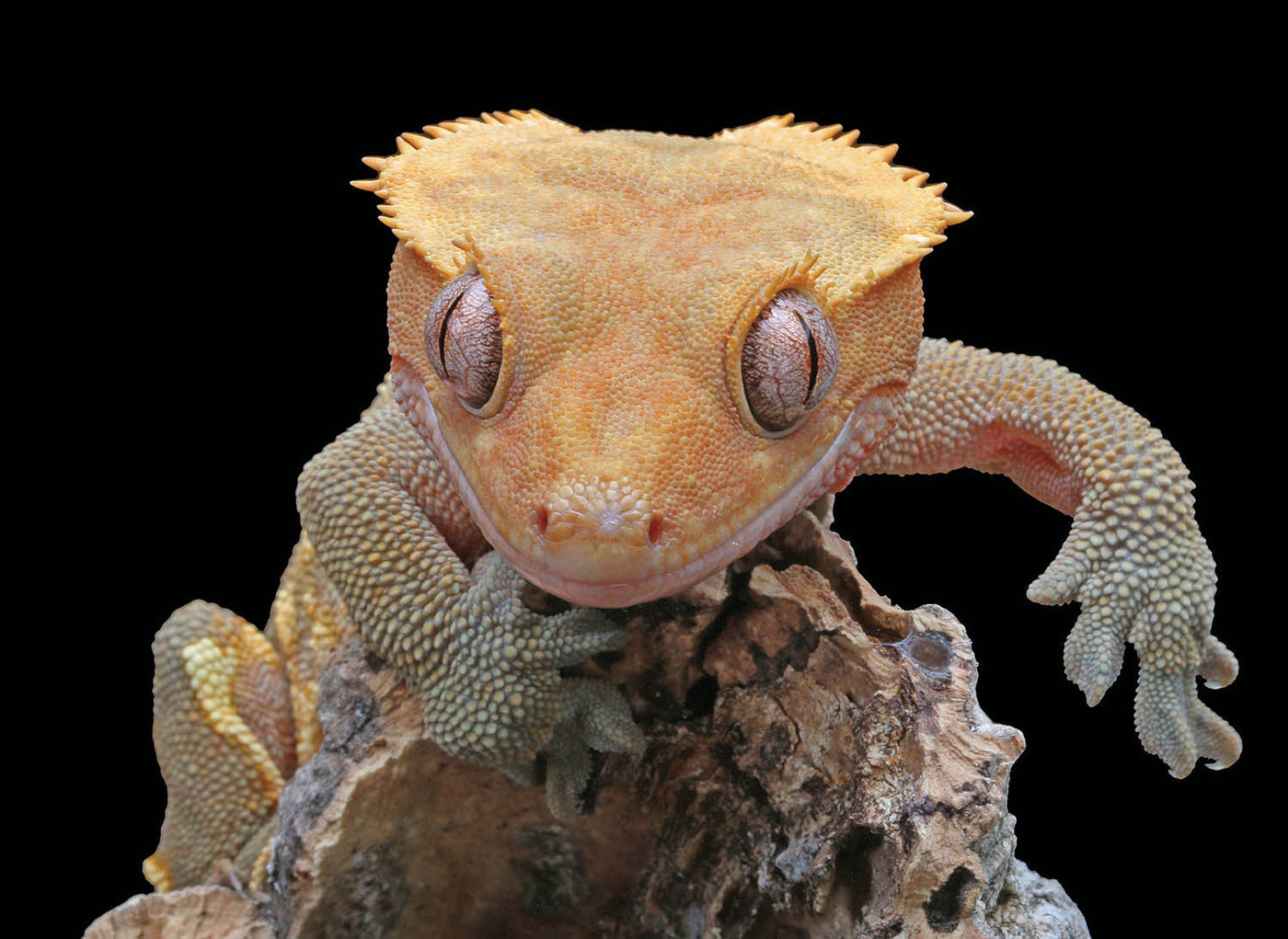 Crested Geckos For Sale