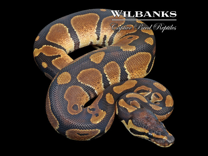 Normal Ball Python ♀ '25