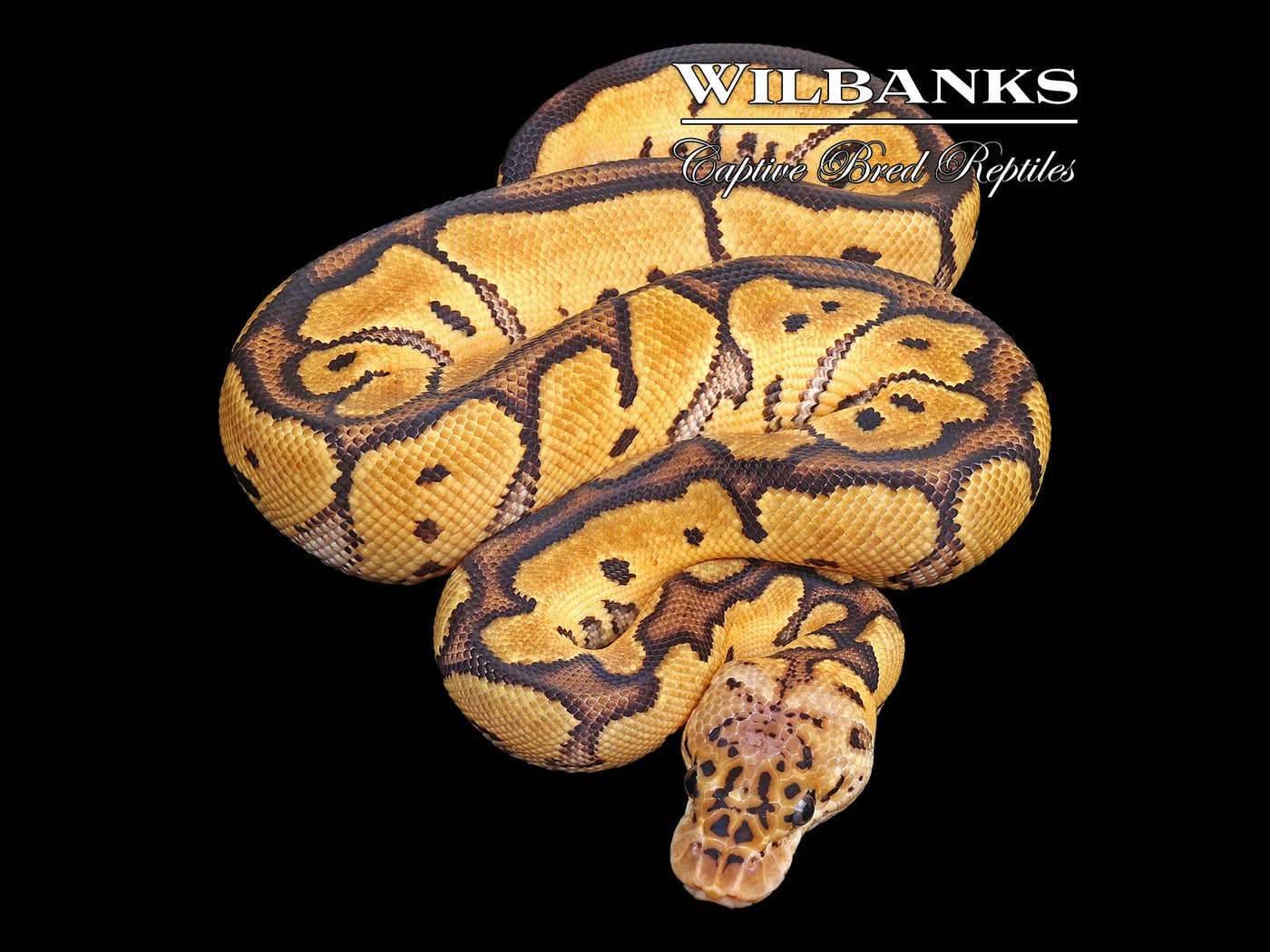 Pastel Clown Ball Python ♀ '24