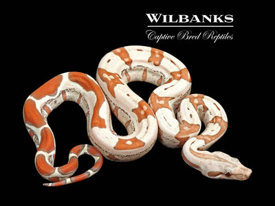 VPI T+ Albino Jungle Boa Constrictor ♂ '25