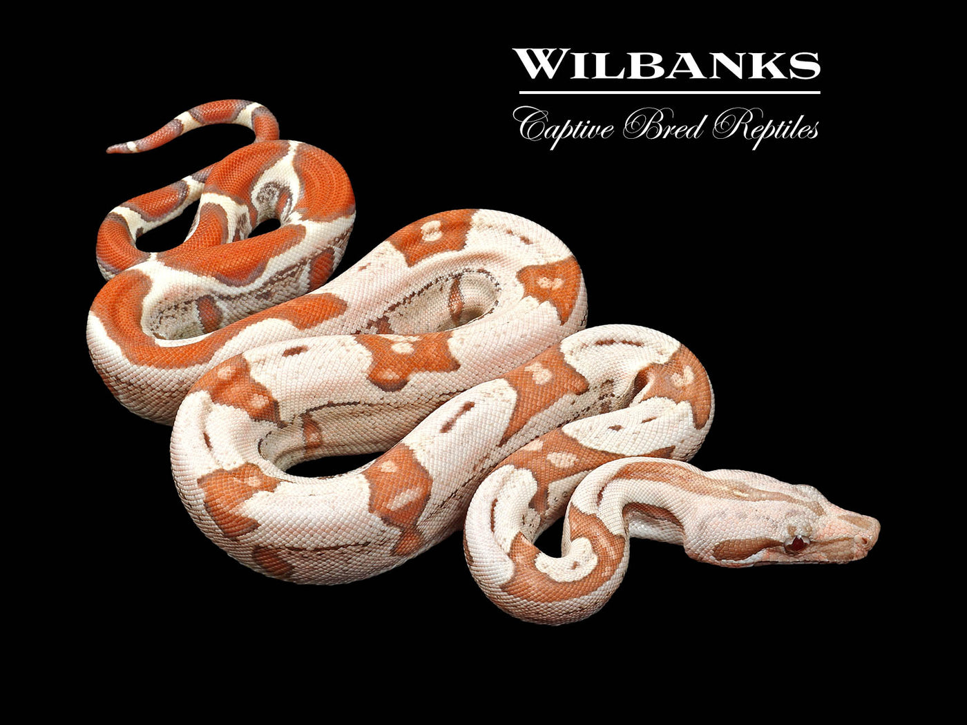 VPI T+ Albino Jungle Boa Constrictor ♂ '25