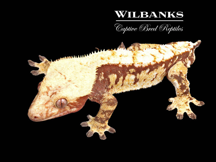 Extreme Red Harlequin Crested Gecko ♂ '24