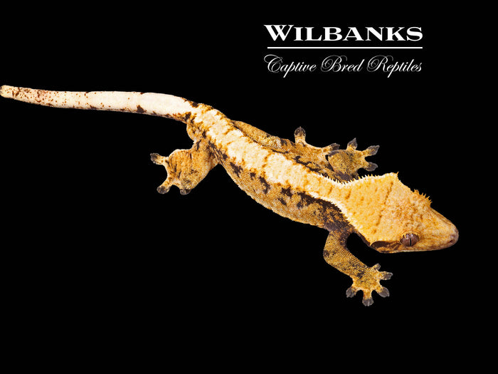 Extreme Harlequin Crested Gecko ♂ '24