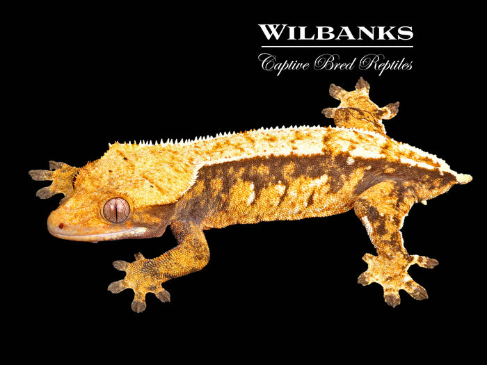 Tri-Color Harlequin Crested Gecko ♀ '25
