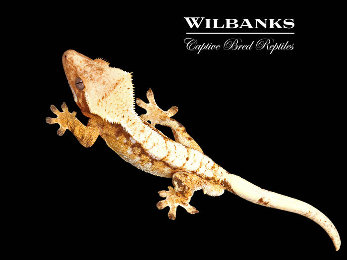 Halloween Cream Harlequin Crested Gecko ♂ '25