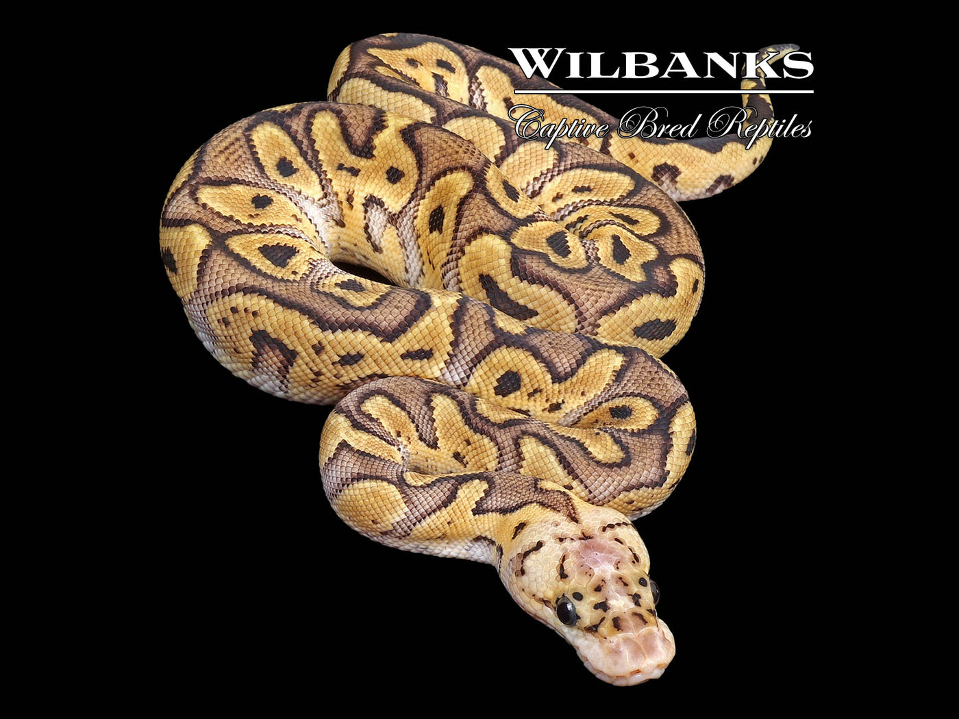 GHI Pastel Clown Ball Python ♂ '24