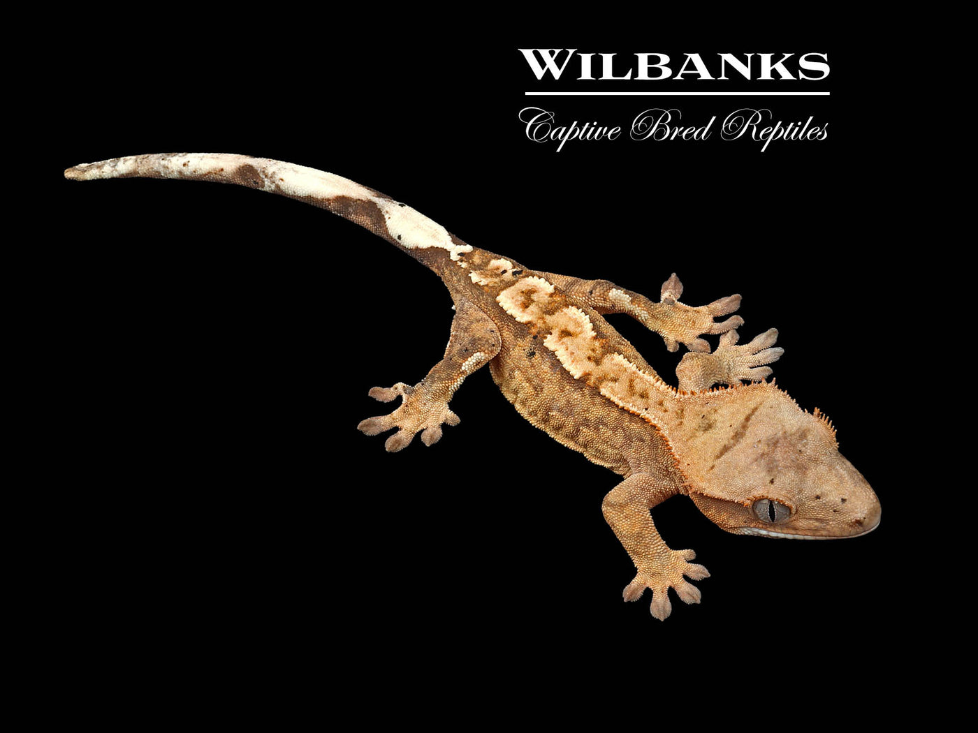 Flame Dalmatian Crested Gecko '25