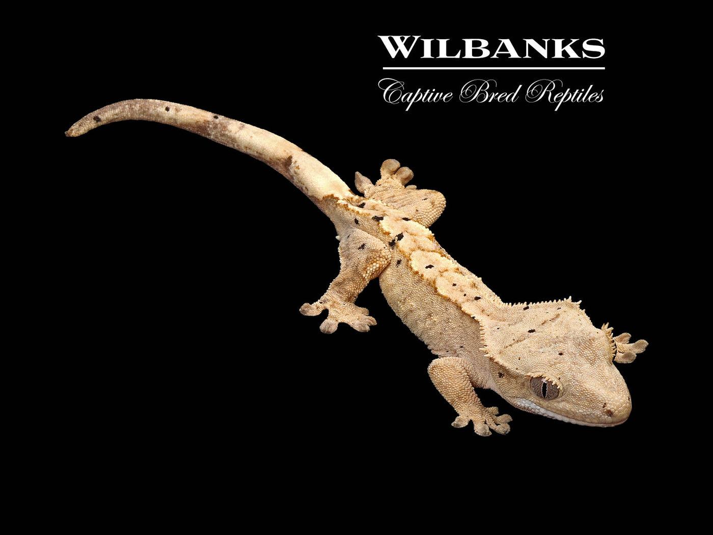 Flame Dalmatian Crested Gecko '25