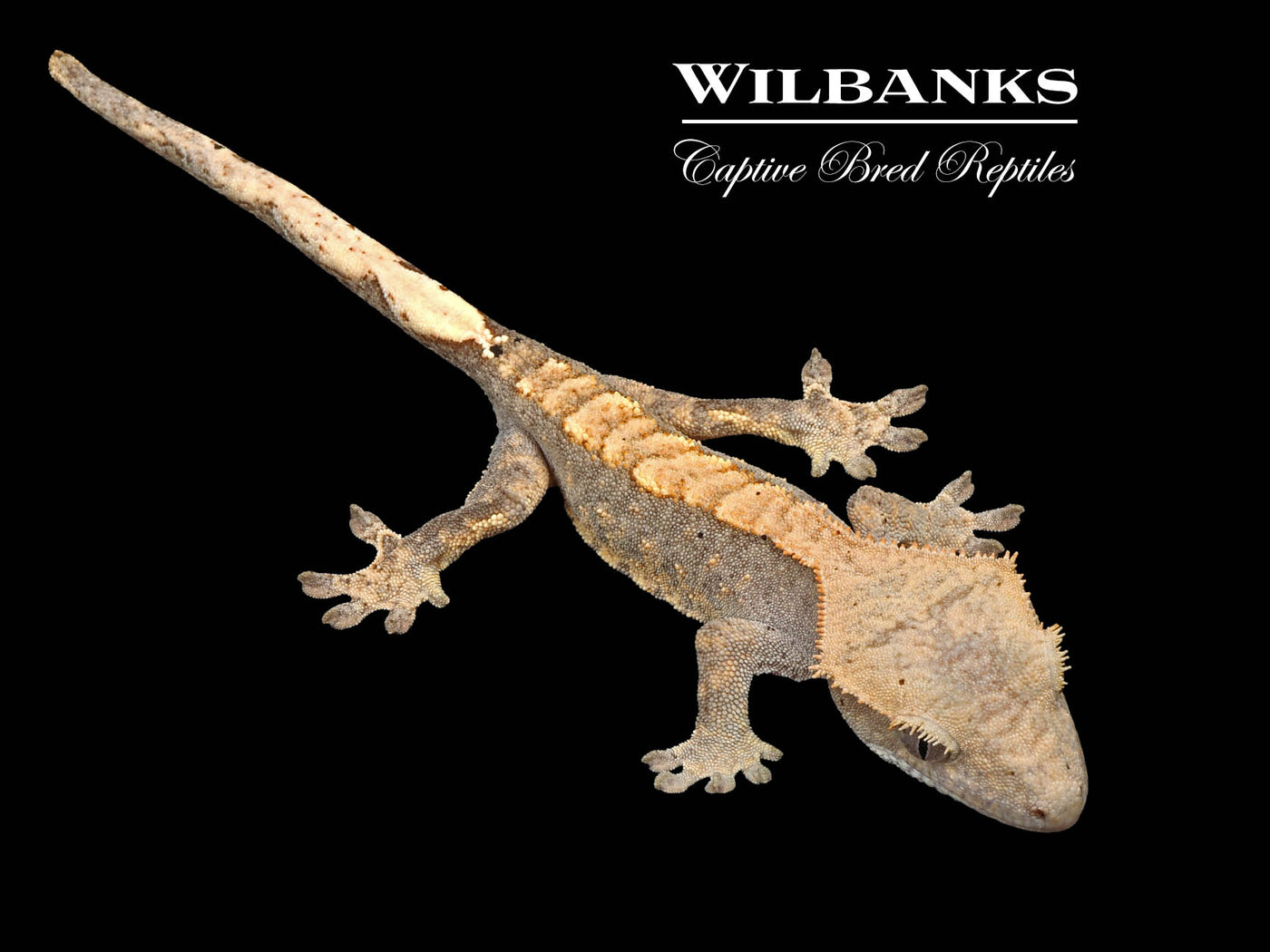Harlequin Crested Gecko '25