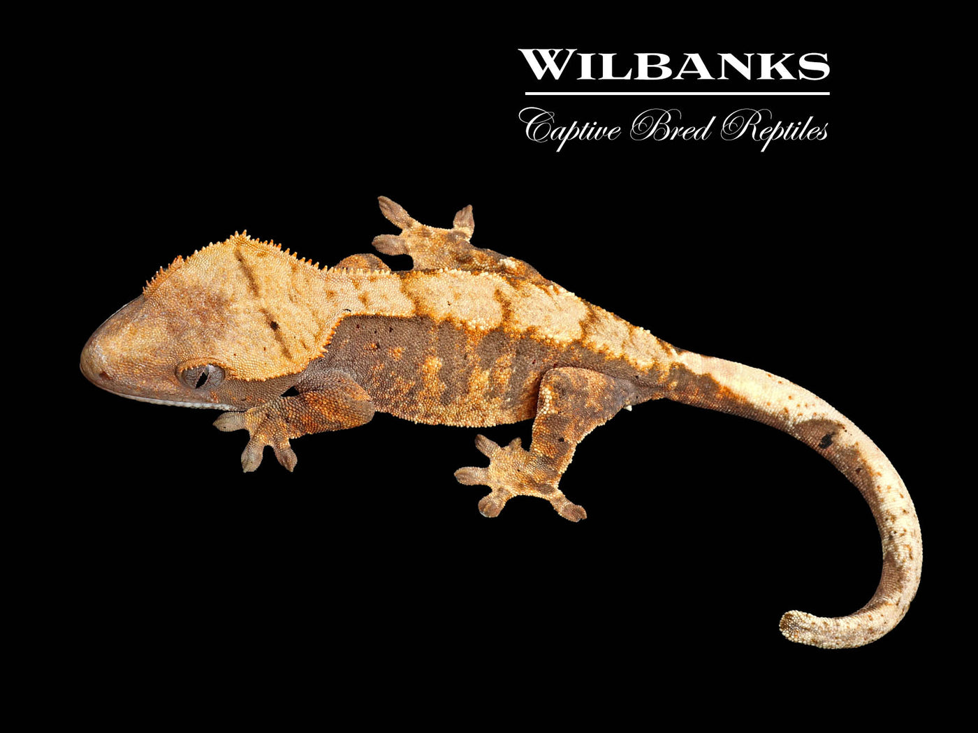 Harlequin Crested Gecko '25