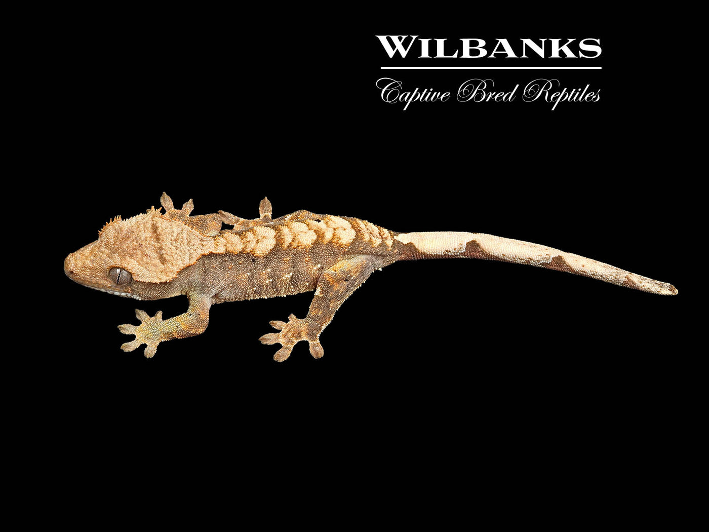 Flame Dalmatian Crested Gecko '25