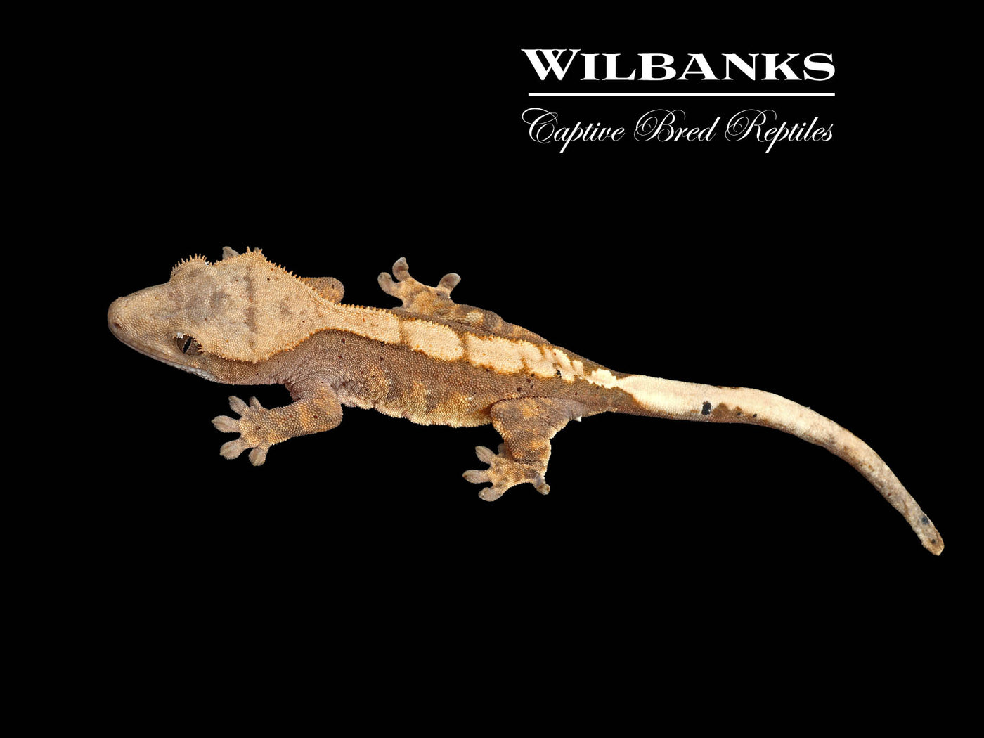 Flame Dalmatian Crested Gecko '25