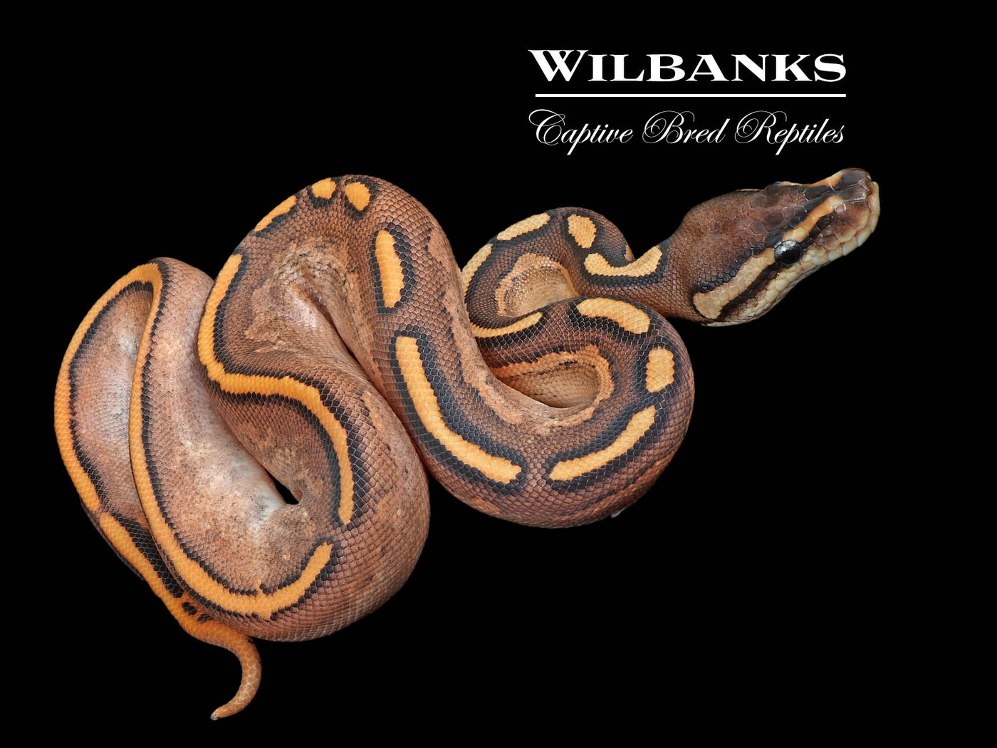 Freeway Orange Dream Cinnamon Sugar Ball Python ♂ '24