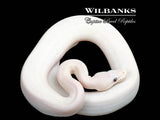 Banana Blue Eyed Leucistic (Mojave Butter) Ball Python ♂ '25