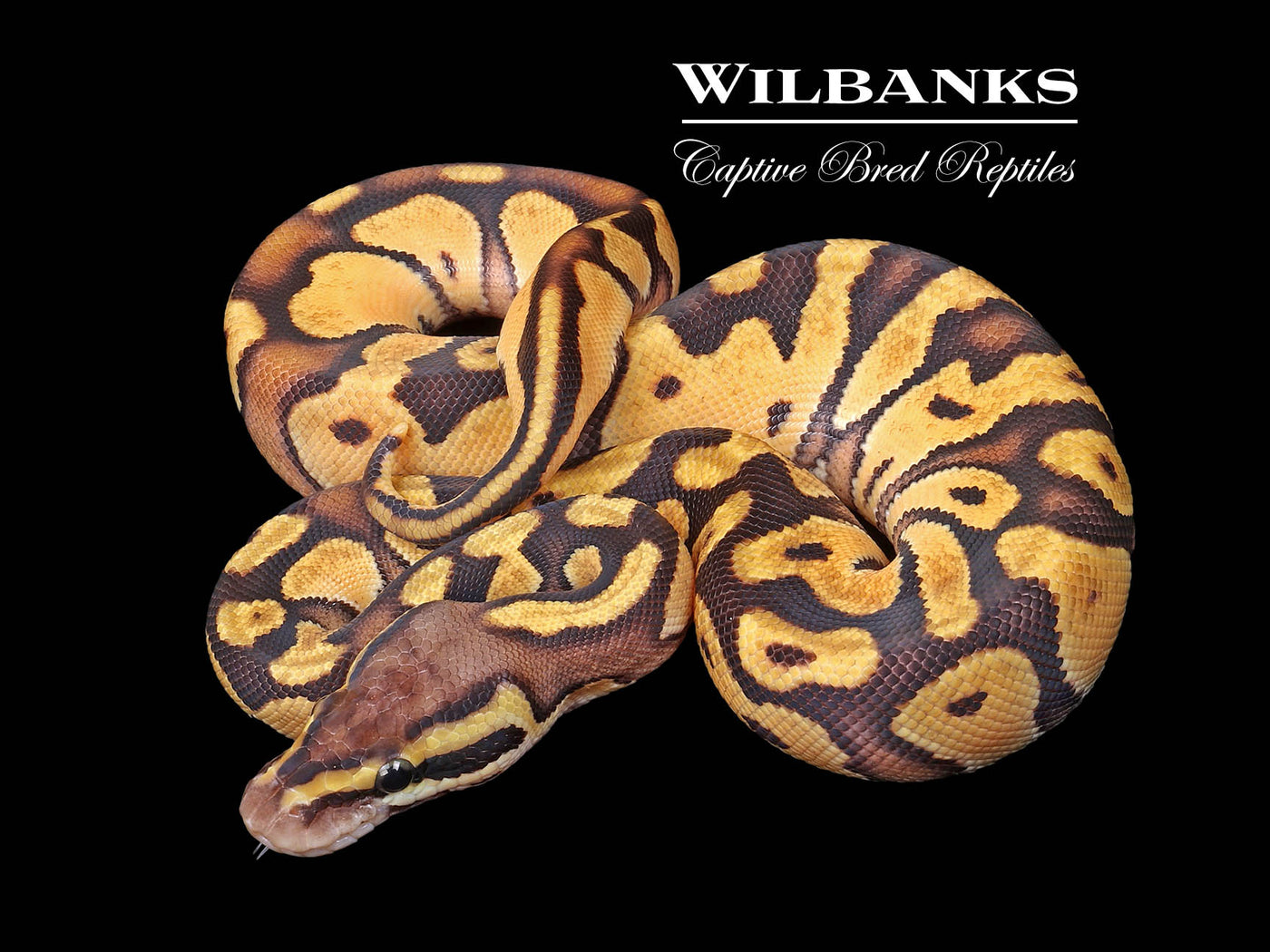 Pastel Enchi Phantom Ball Python ♀ '24