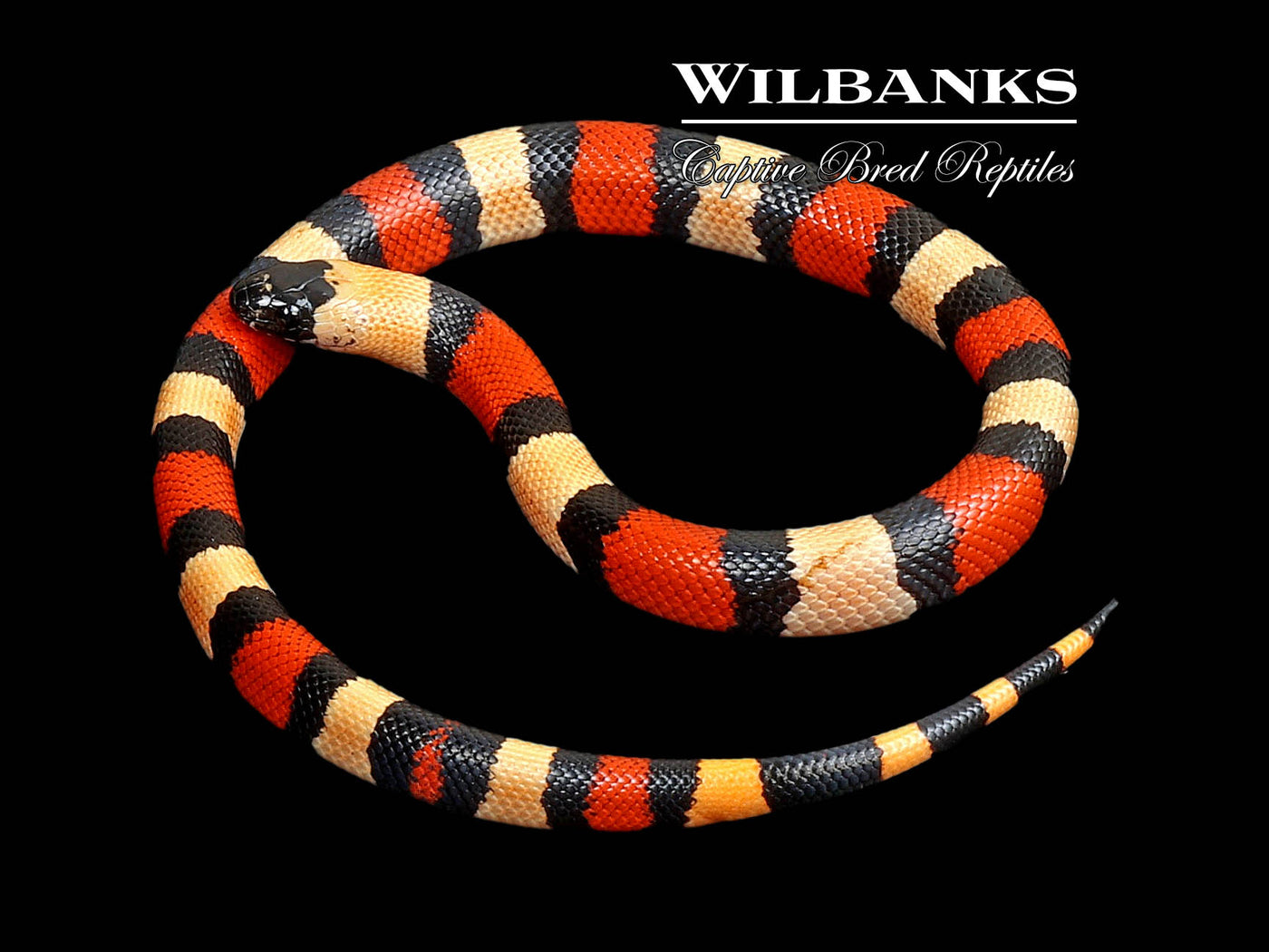 Apricot Pueblan Milksnake ♀ '24
