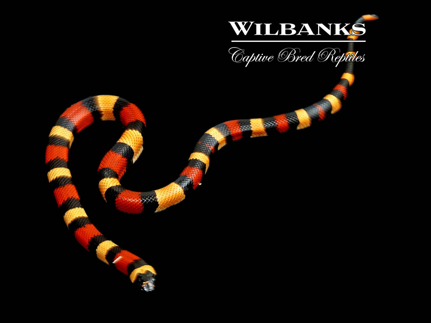 Apricot Pueblan Milksnake ♀ '24