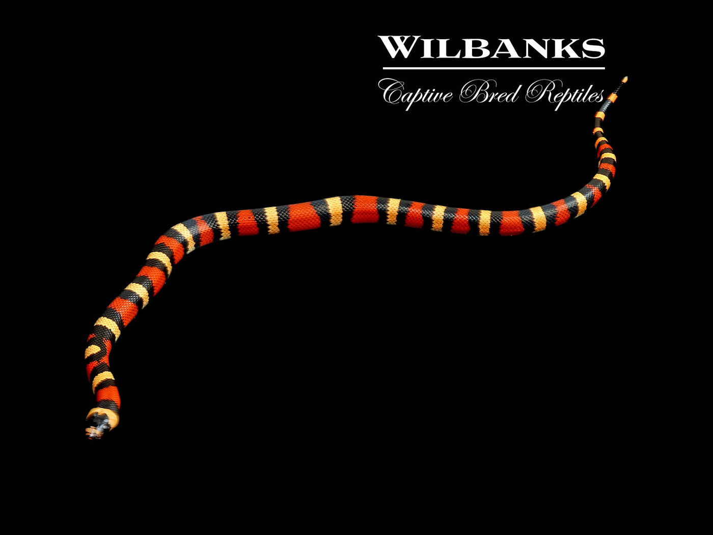 Apricot Pueblan Milksnake ♀ '24