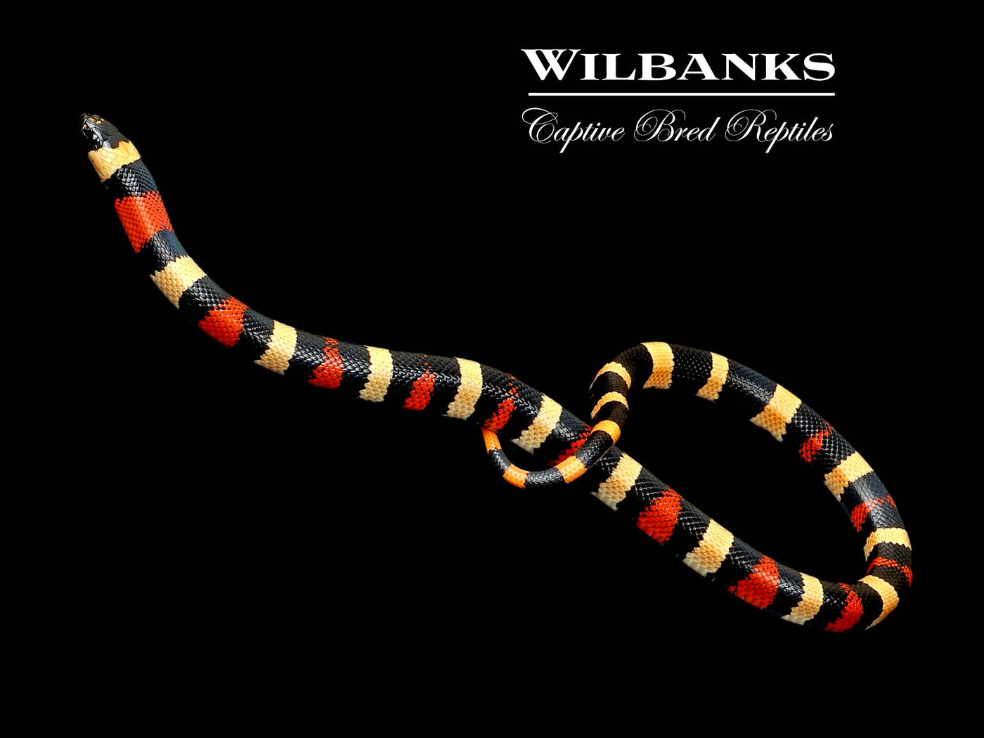 Apricot Pueblan Milksnake ♀ '24