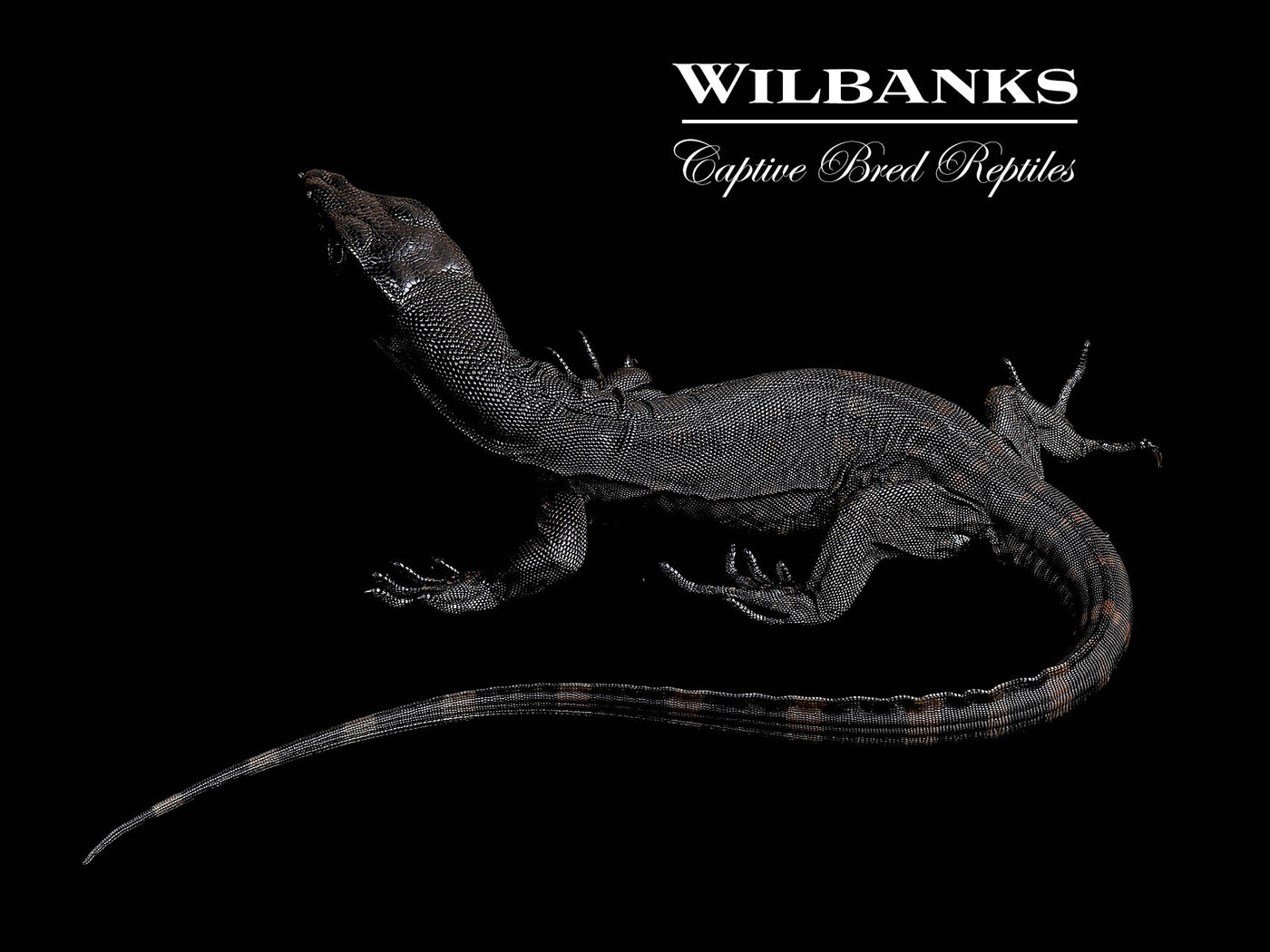 Black Dragon Asian Water Monitor USCBB '25