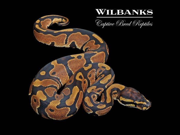 Normal Ball Python ♂ '26