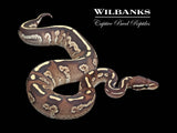 Blackhead Phantom Spark Ball Python ♀ '25