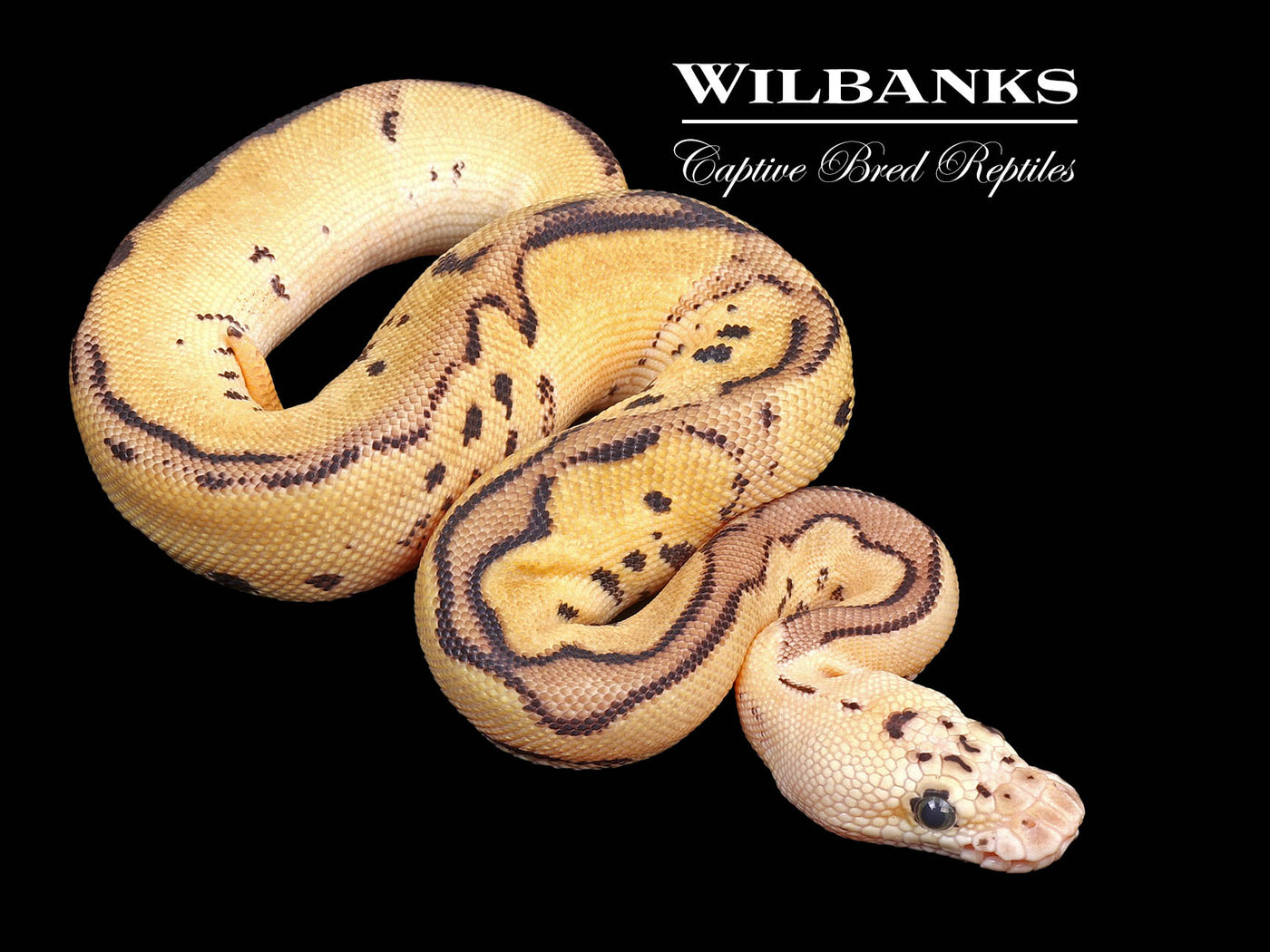 FireFly Leopard Clown Ball Python ♀ '24