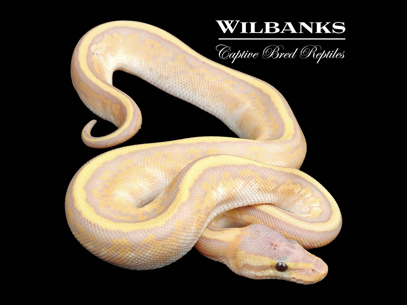 Zuwadi Mojave Banana Pinstripe Ball Python ♀ '24