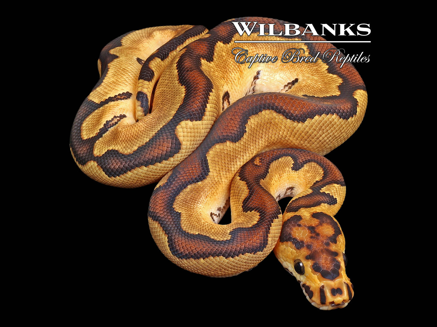 Fire Enchi Clown Ball Python ♂ '24