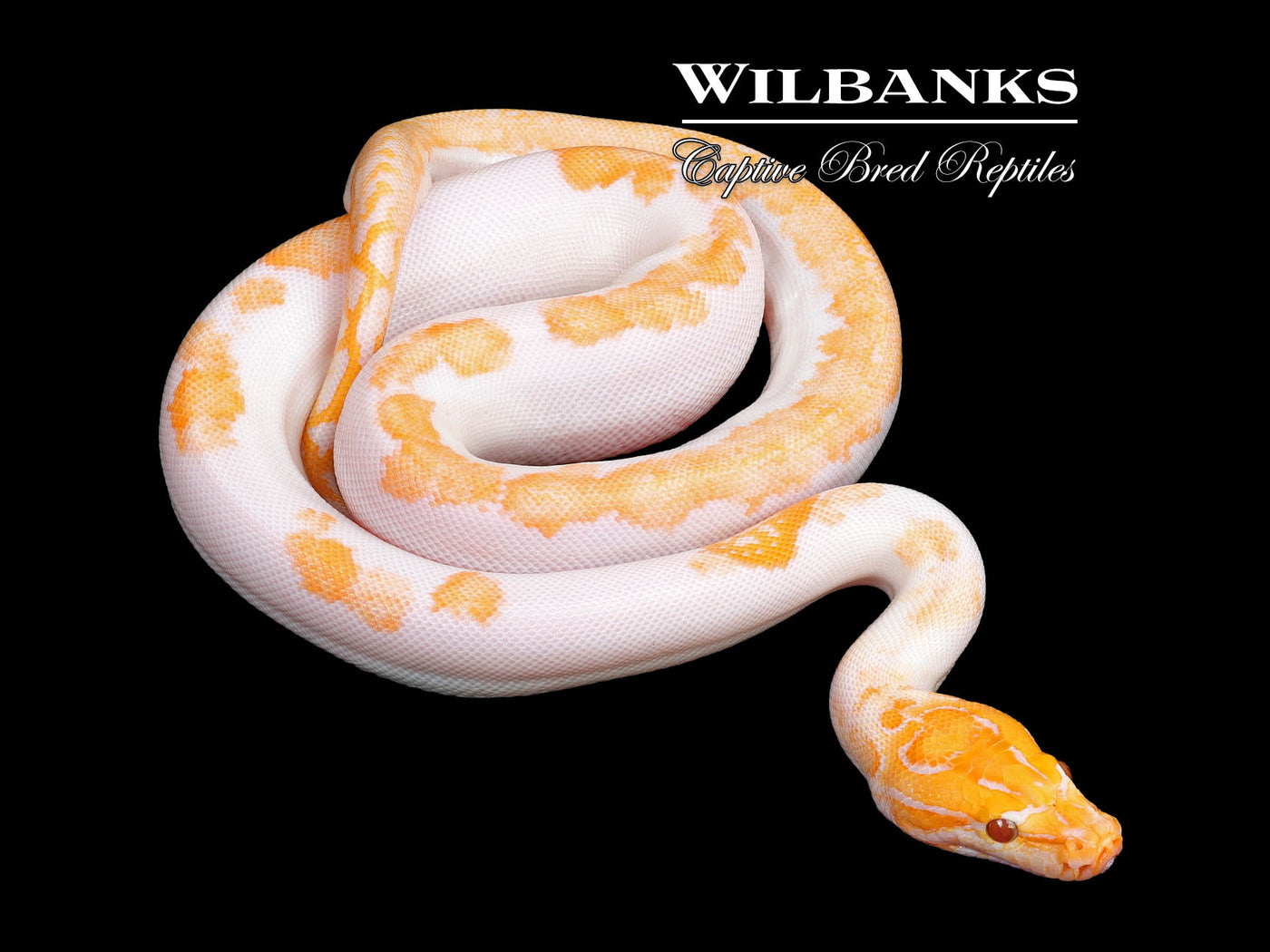 Albino Pied 66% PH Granite Burmese Python  ♀ '25