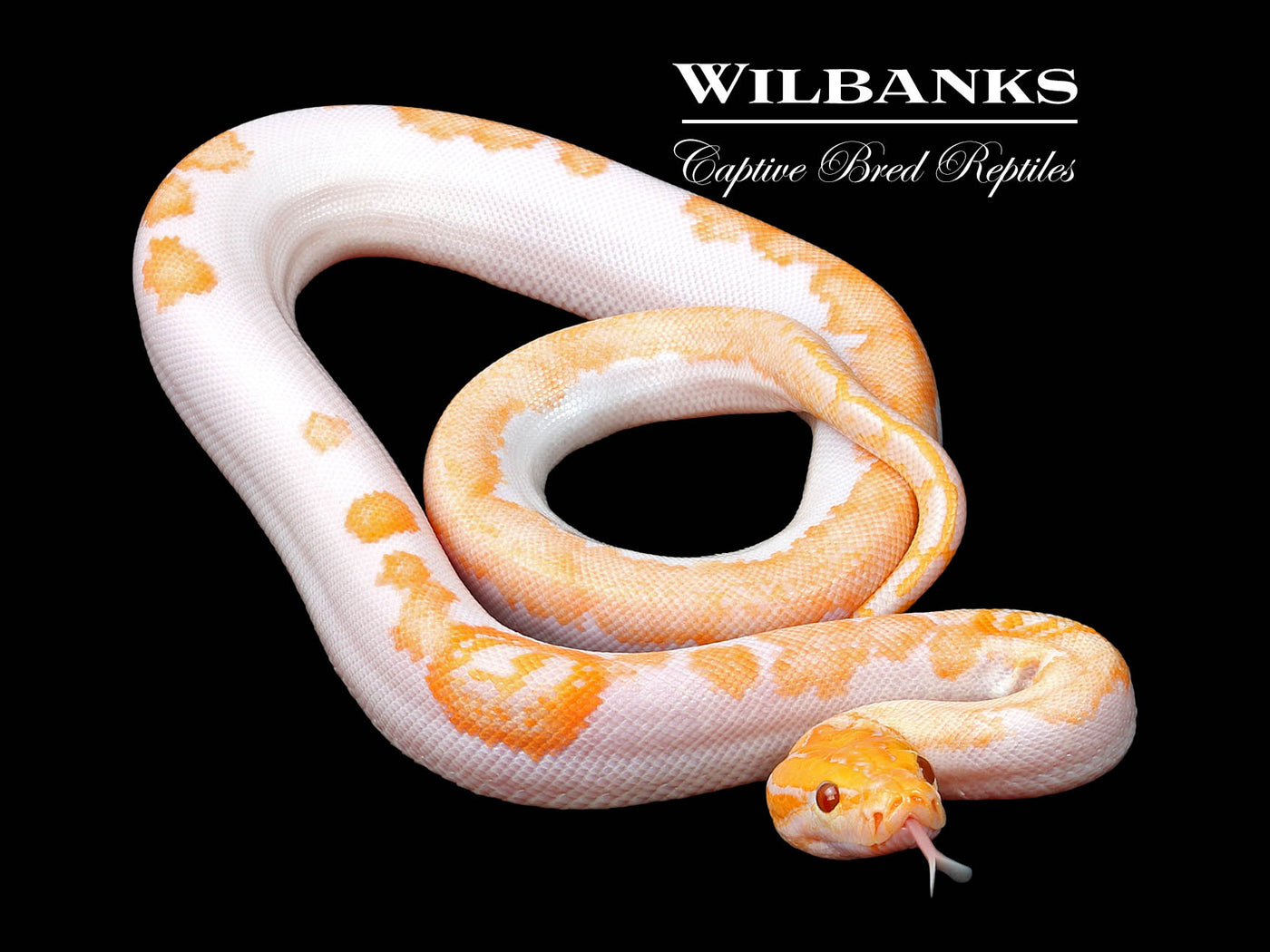 Albino Pied 66% PH Granite Burmese Python  ♂ '25
