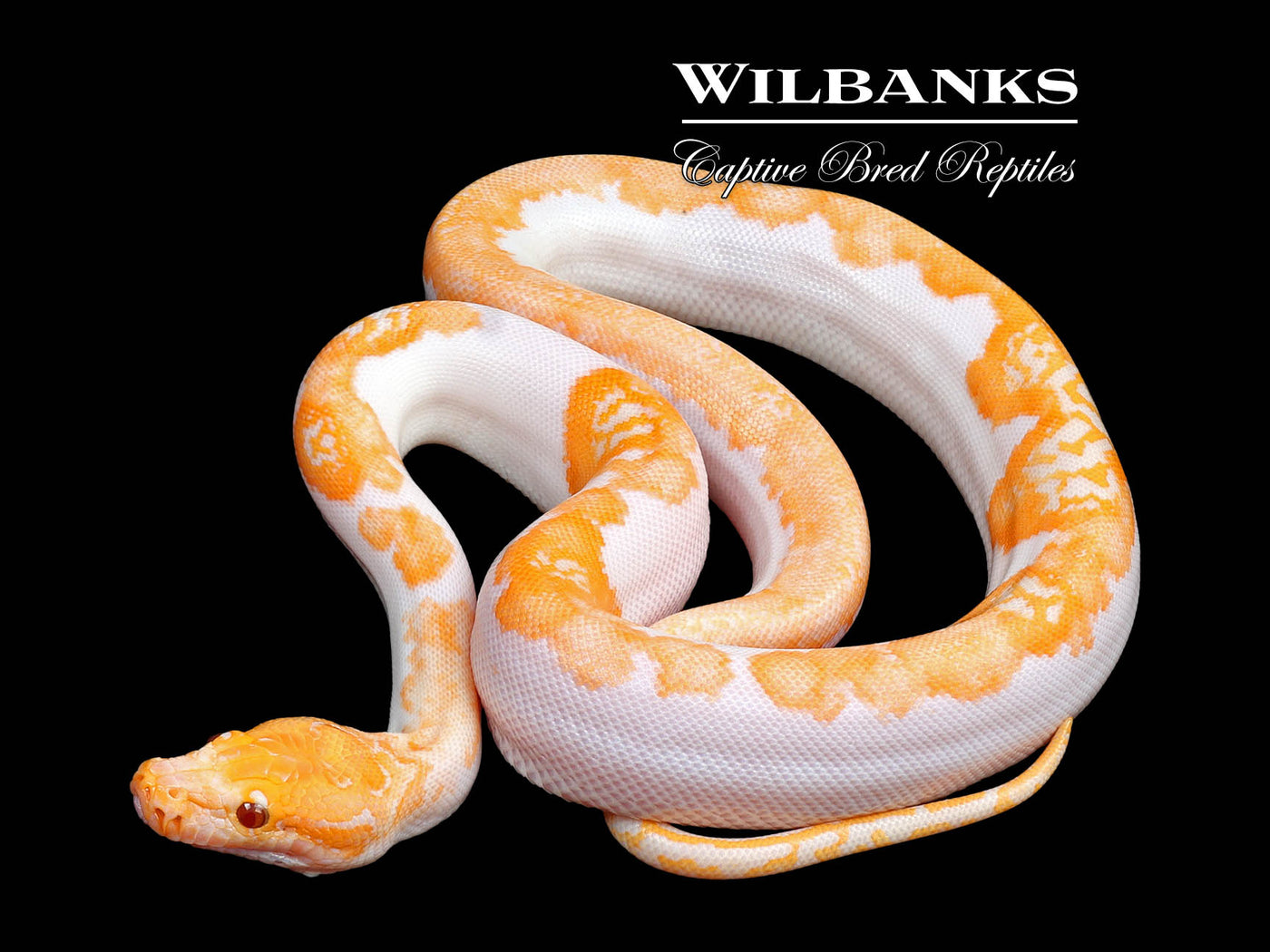 Albino Pied 66% PH Granite Burmese Python  ♀ '25