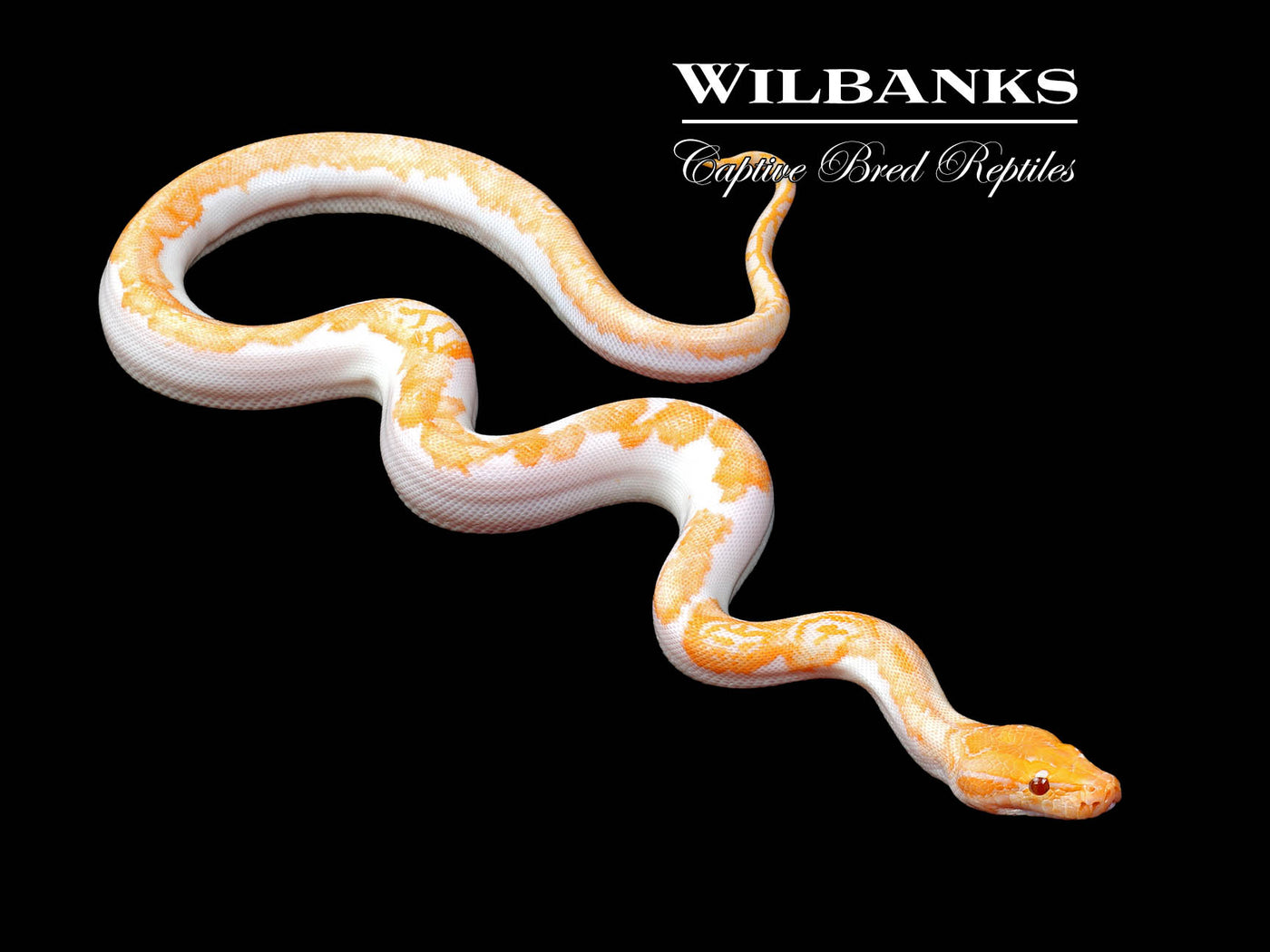 Albino Pied 66% PH Granite Burmese Python  ♀ '25