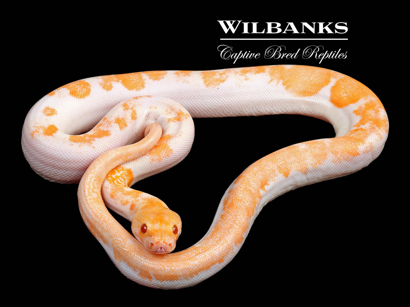 Albino Pied 66% PH Granite Burmese Python  ♂ '25