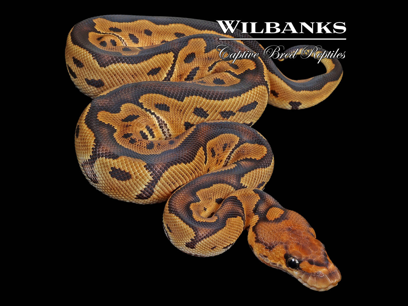 Clown 100% Het. Lavender Albino Ball Python ♀ '24