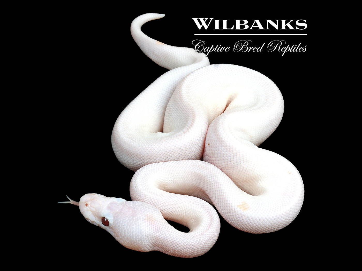 Banana Super Fire Ball Python ♂ '24