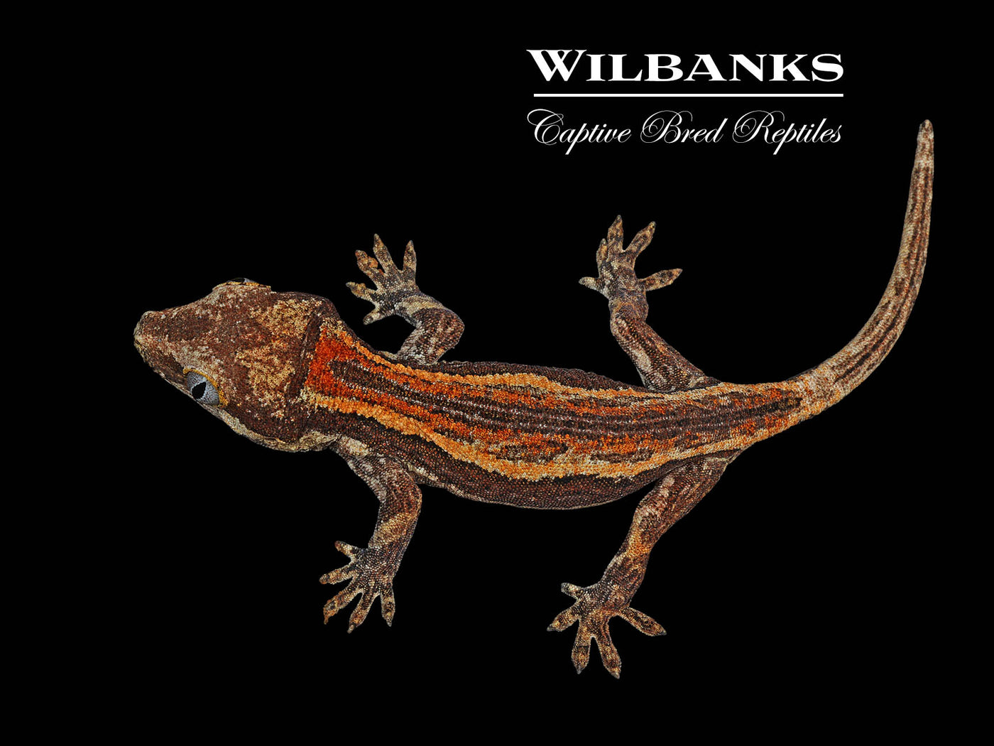 Red Striped Gargoyle Gecko '24