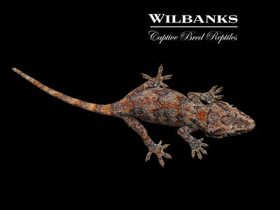 Orange Blotch Reticulated Gargoyle Gecko '24