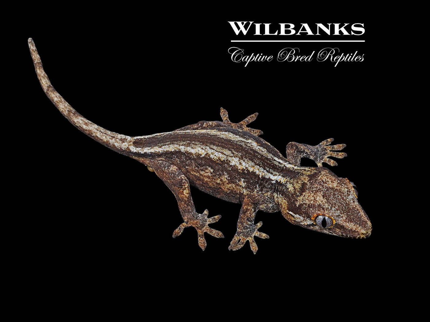 Striped Gargoyle Gecko '24