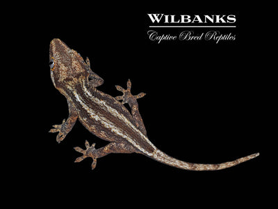 Striped Gargoyle Gecko '24