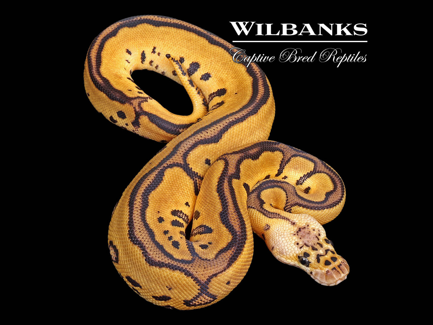 Pastel Leopard Clown Ball Python ♂ '25