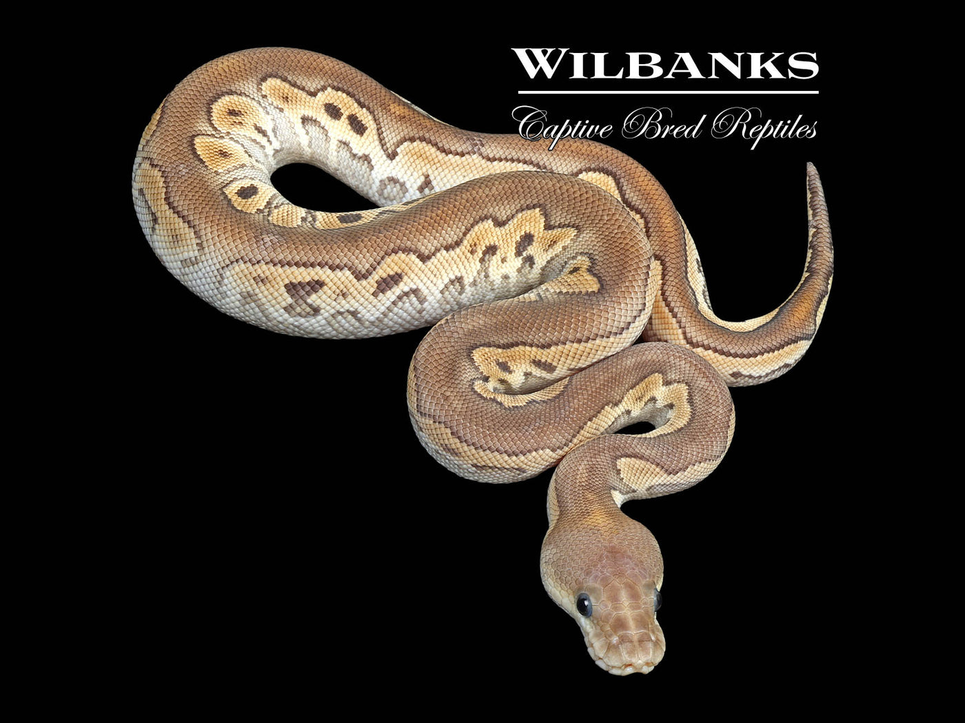 Cinnamon Mojave Clown Ball Python ♀ '25