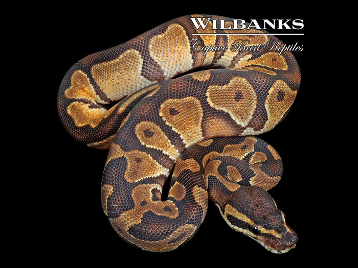 Blackhead Enchi Ball Python ♂ '26
