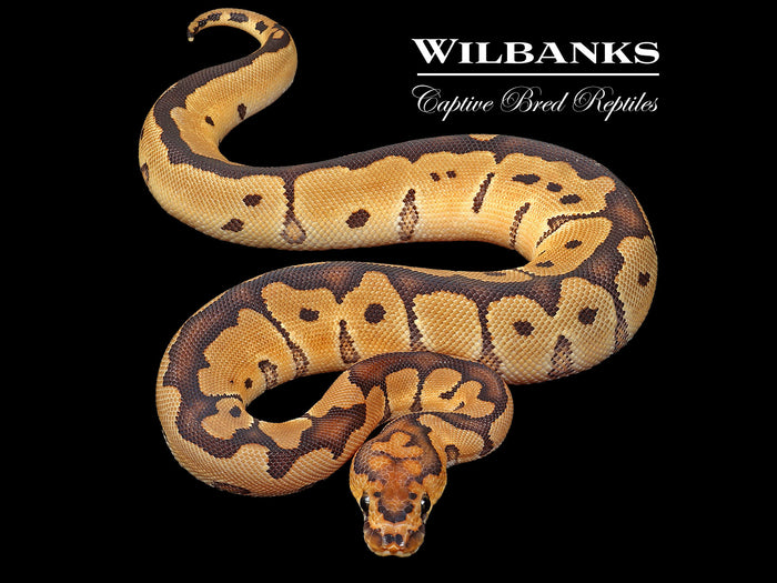 Clown Ball Python ♀ '26