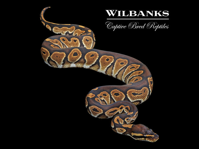 Blackhead Special Ball Python ♀ '25