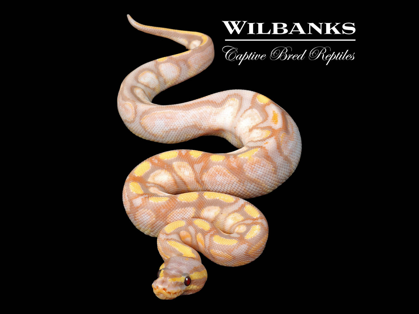 Stranger Banana Enchi Sugar Ball Python ♀ '24