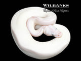 White Diamond Blue Eyed Leucistic (Super Russo) Ball Python ♀ '26