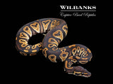 Blackhead 100% DH Lavender Clown Ball Python ♀ '25
